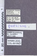 Etikette zu Aeolus posticus (NHMW-ZOO-COL-0010627)